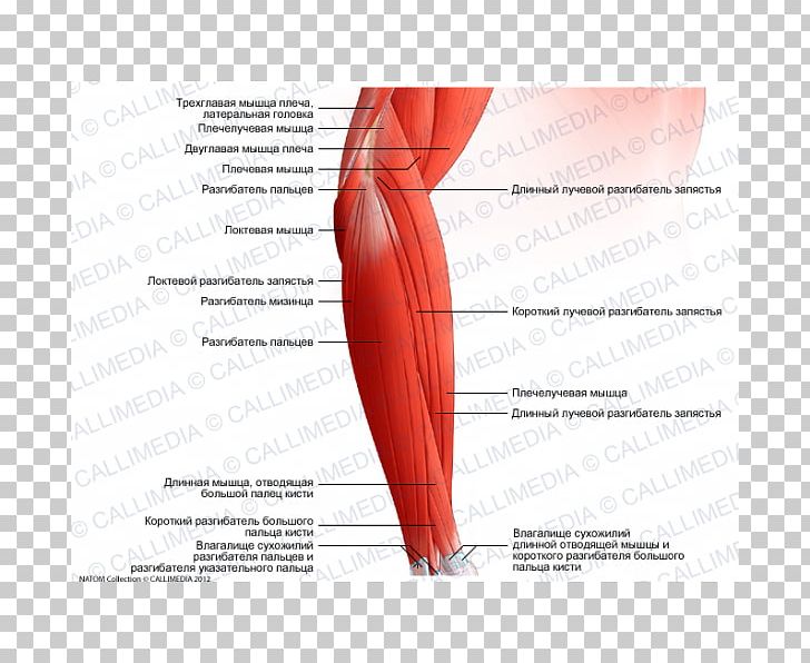 Brachialis Muscle Forearm Brachioradialis Elbow PNG, Clipart, Anatomy, Anconeus Muscle, Angle, Arm, Biceps Free PNG Download