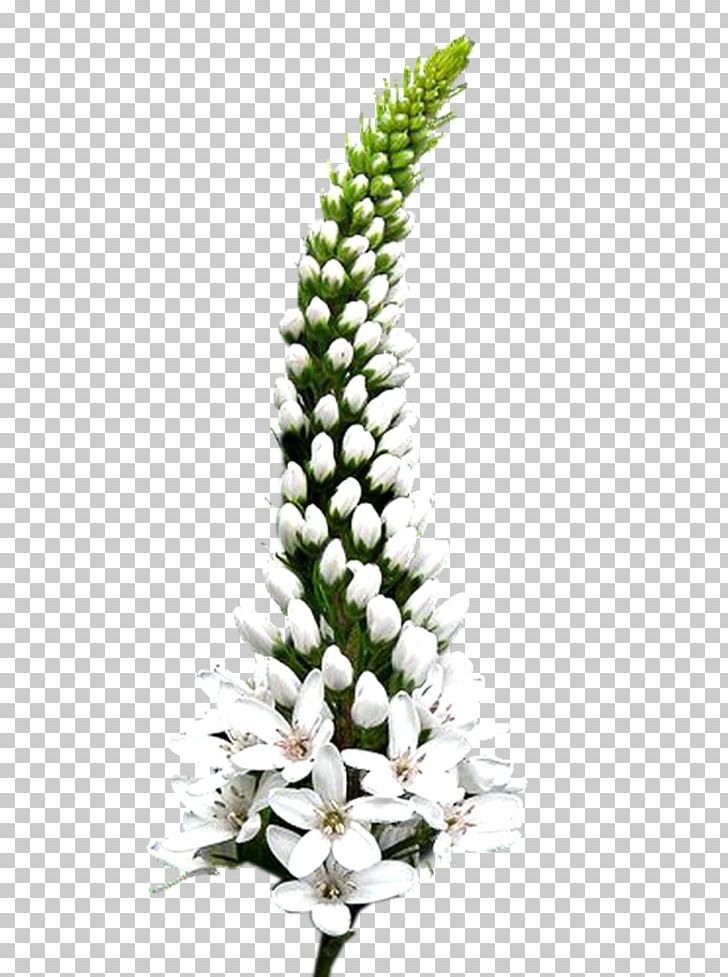 Cut Flowers Grasses Plant Stem Family PNG, Clipart, Cut Flowers, Family, Flower, Flowering Plant, Grasses Free PNG Download