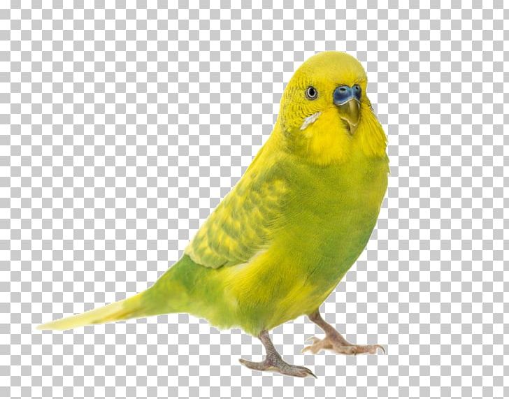 Parrot Bird Cockatiel Budgerigar Finch PNG, Clipart, Amazon Parrot, Animals, Background Green, Beak, Bird Free PNG Download