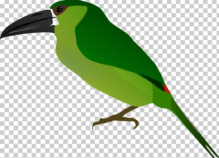 Bird Beak Drawing Rock Dove PNG, Clipart, Animal, Animals, Basabizitza, Beak, Bird Free PNG Download