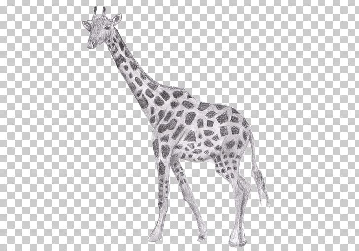 Fat Little Giraffe Sketch Illustration 8.5 X 11 Black and - Etsy