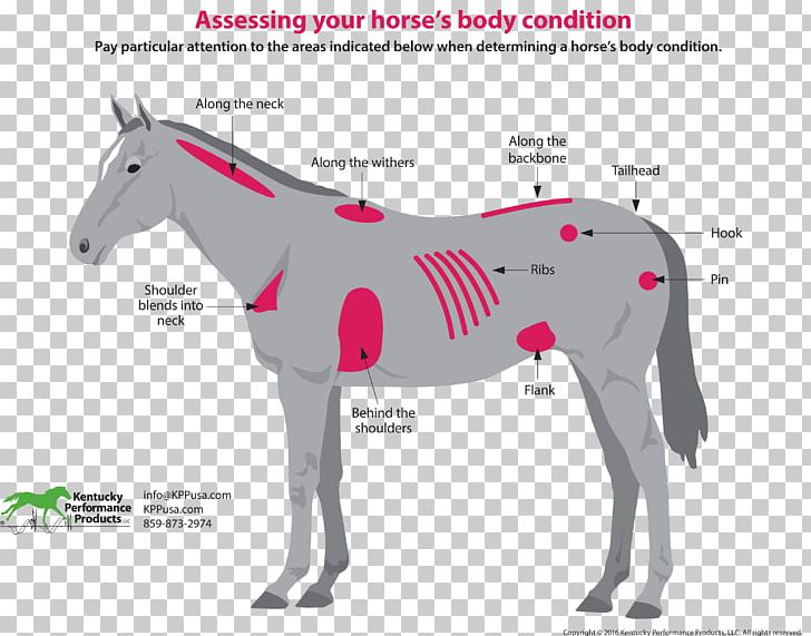 Horse & Hound Equestrian Equine Nutrition Pony PNG, Clipart, Animal, Bridle, Colt, Donkey, Dressage Free PNG Download