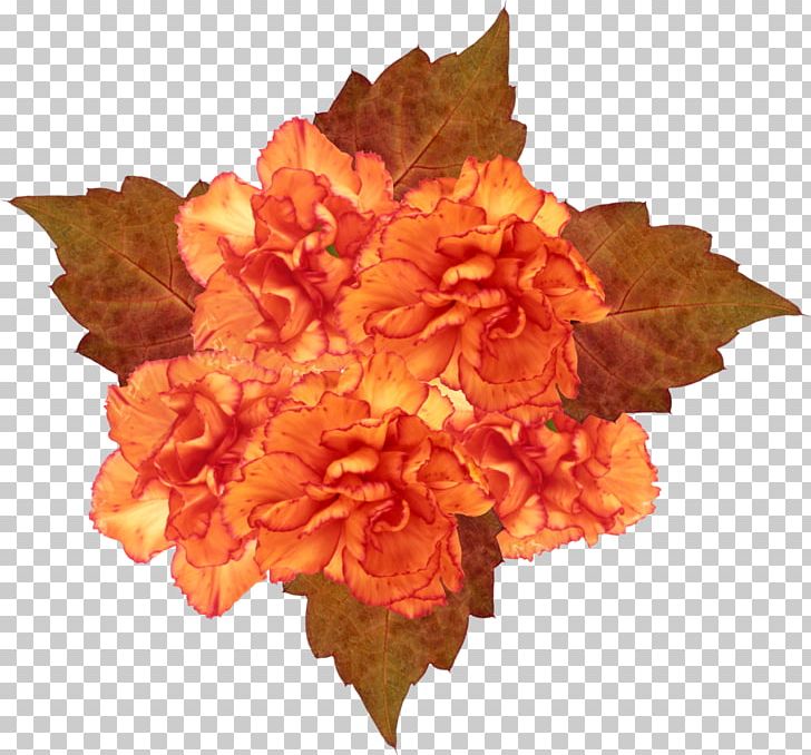 Petal Flower PNG, Clipart, Adobe Flash, Animation, Cut Flowers, Flower, Nature Free PNG Download