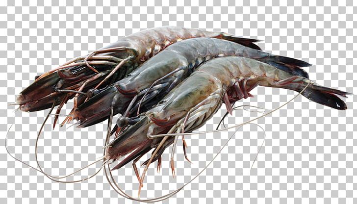 Prawns Caridea Giant Tiger Prawn Tambak Udang Shrimp PNG, Clipart, Animal Source Foods, Caridea, Crustacean, Decapoda, Dendrobranchiata Free PNG Download