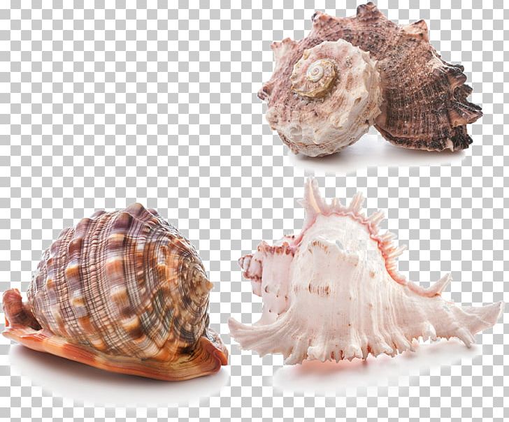 Seashell Stock Photography Stock.xchng PNG, Clipart, Animal Product, Animal Source Foods, Creative Ads, Creative Artwork, Creative Background Free PNG Download