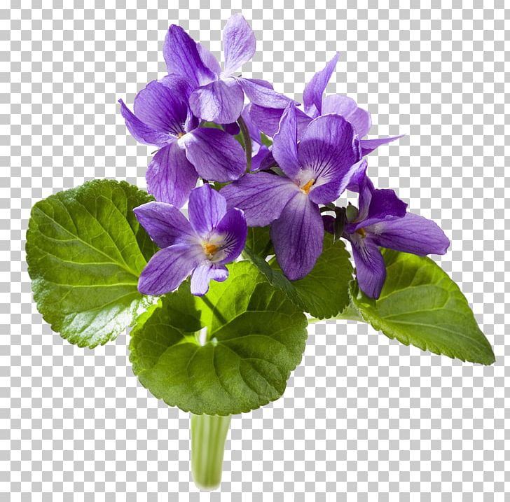 Sweet Violet YouTube African Violet PNG, Clipart, African Violet, African Violets, Cut Flowers, Download, Flower Free PNG Download