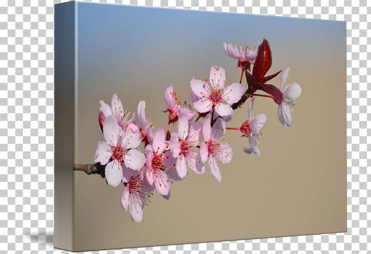 Cherry Blossom Floral Design Petal PNG, Clipart, Blossom, Branch, Cherry, Cherry Blossom, Cherry Blossom Border Free PNG Download