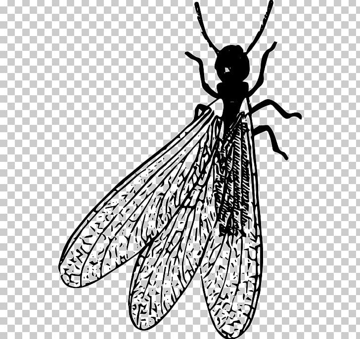 Cockroach Beetle Pest Termite PNG, Clipart, Arthropod, Bed Bug, Brush Footed Butterfly, Cockroach, Fictional Character Free PNG Download