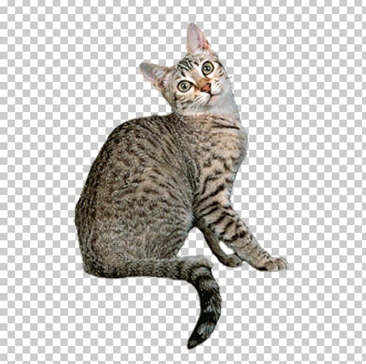 Egyptian Mau Tonkinese Cat Ocicat Bengal Cat Norwegian Forest Cat