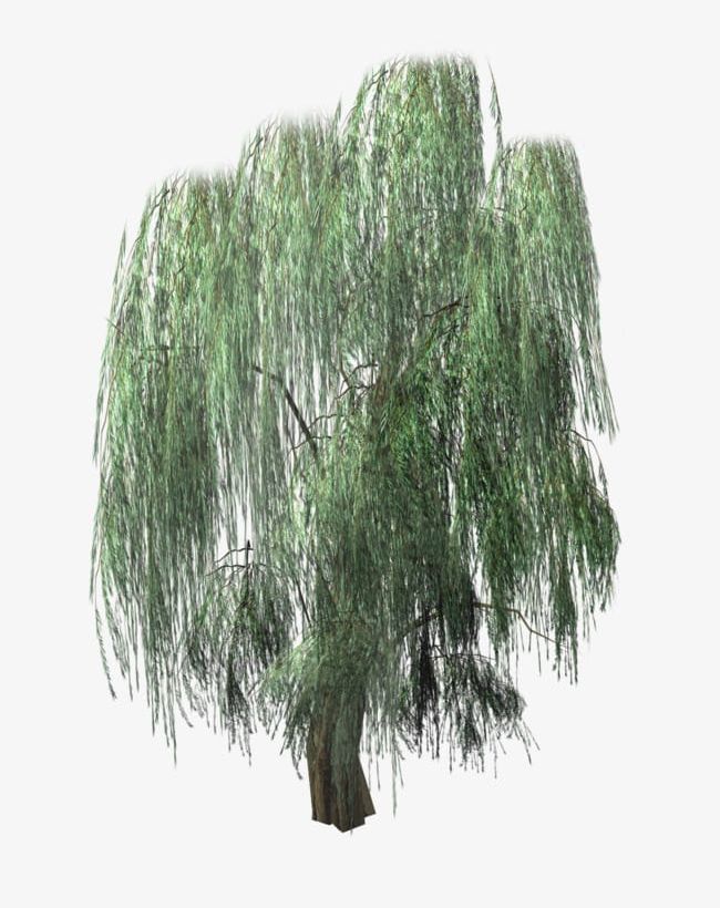 Lush Drooping Willow PNG, Clipart, A Mood, Color, Drooping Clipart, Lush Clipart, Maunsell Free PNG Download