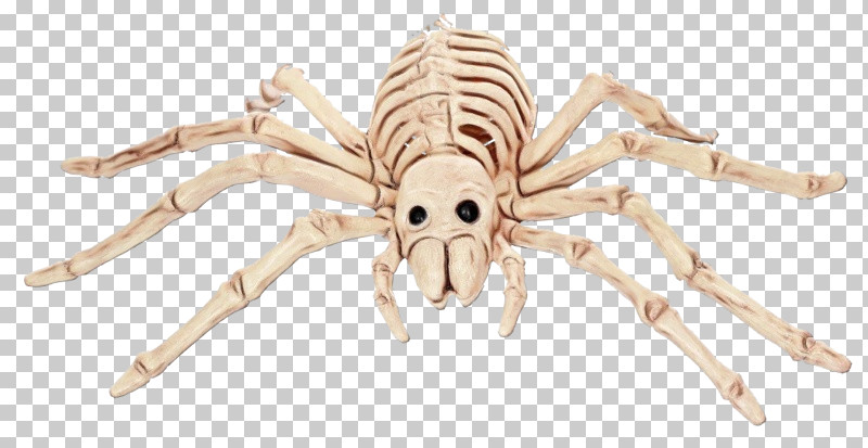 Spider Insects Pest Animal Figurine Membrane PNG, Clipart, Animal Figurine, Arachnid, Biology, Insects, Membrane Free PNG Download