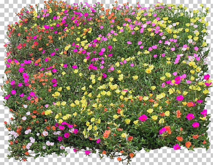 Drawing Flower PNG, Clipart, 2d Computer Graphics, Annual Plant, Bush, Deviantart, Download Free PNG Download