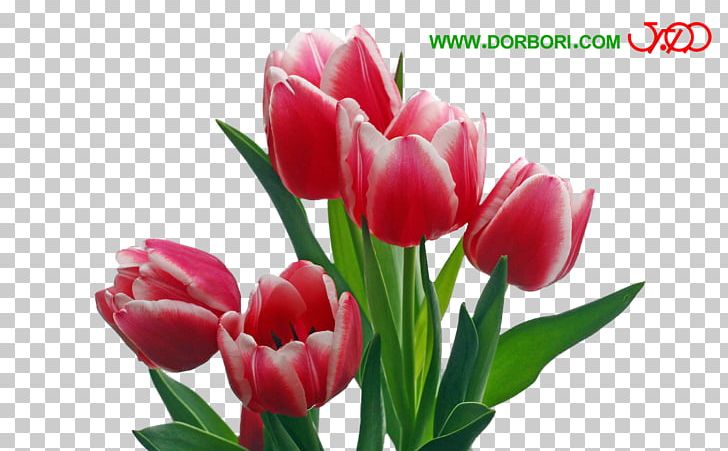 Flower Bouquet Petal Pink Flowers Parrot Tulips PNG, Clipart, Bulb, Cut Flowers, Floral Design, Flower, Flower Bouquet Free PNG Download