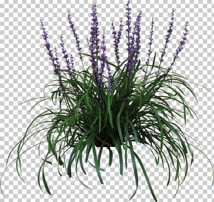 Lily Turf Plant Grape Hyacinth Garden Flower PNG, Clipart, Evergreen, Flower, Flowering Plant, Flowerpot, Food Drinks Free PNG Download