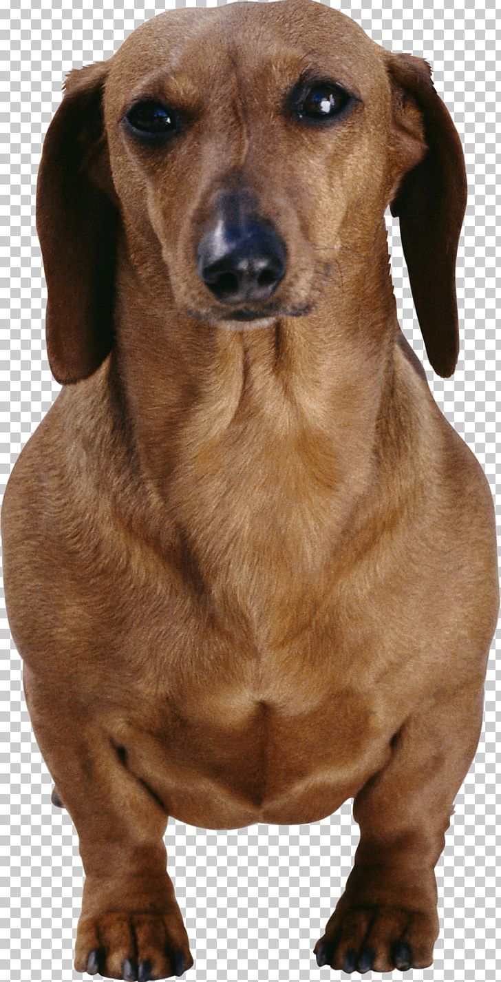 Dachshund Longdog Cat Dog Breed Pet PNG, Clipart, Allergy, Animal, Animals, Breed, Canidae Free PNG Download