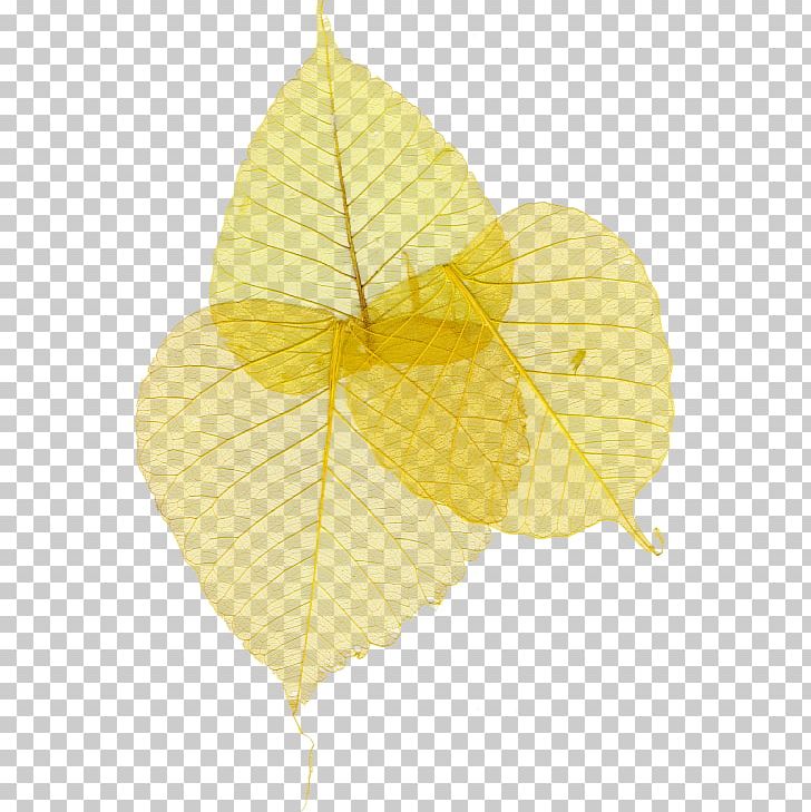Leaf Yellow Google S PNG, Clipart, Google Images, Leaf, Petal, Plant, Yellow Free PNG Download