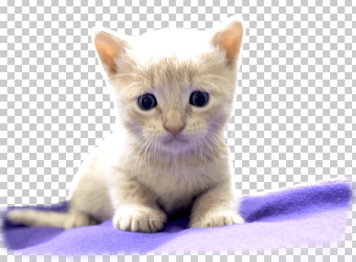 Australian Mist American Wirehair Munchkin Cat European Shorthair Singapura Cat PNG, Clipart, Animals, Asia, Asian, Australia, Australian Mist Free PNG Download