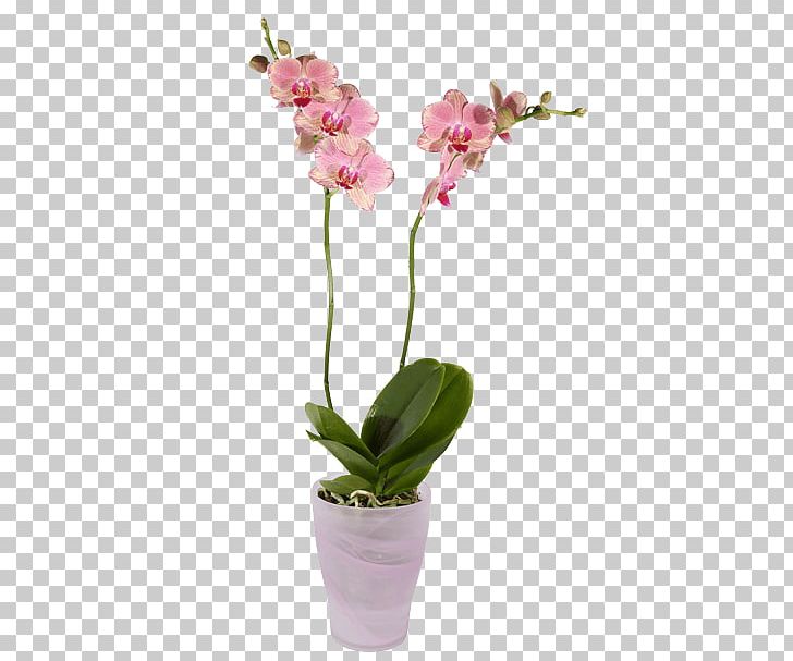 Cut Flowers Moth Orchids Plant PNG, Clipart, Artificial Flower, Cattleya, Cattleya Orchids, Color, Cut Flowers Free PNG Download