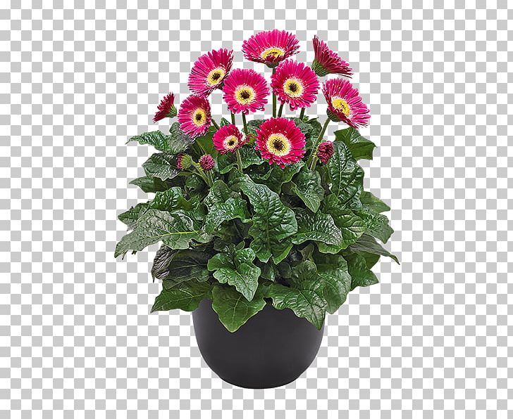 Flowerpot Plants Perennial Plant Garden Chrysanthemum PNG, Clipart, Annual Plant, Barberton Daisy, Blanket Flowers, Blossom, Chrysanthemum Free PNG Download