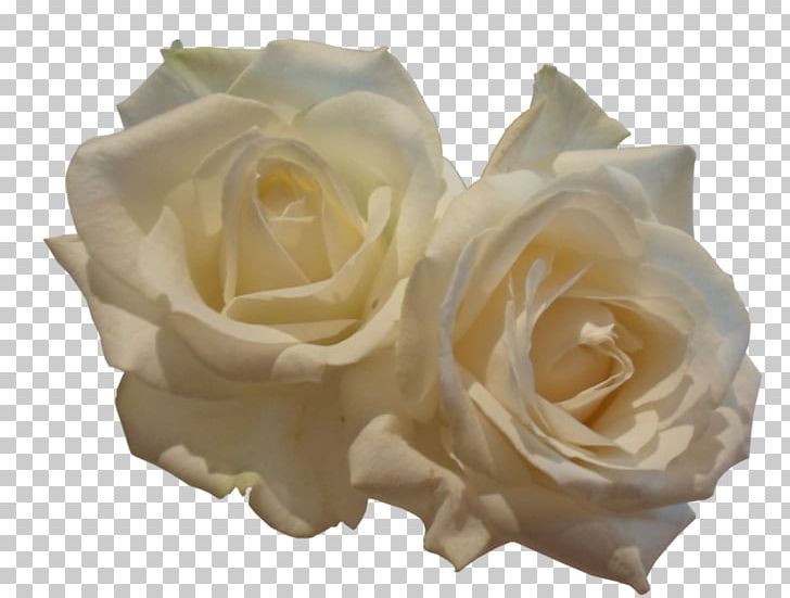 Garden Roses PNG, Clipart, Black White, Deviantart, Encapsulated Postscript, Flower, Flowers Free PNG Download