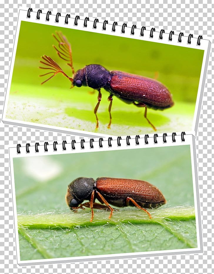 Weevil Leaf Beetle Animal PNG, Clipart, Animal, Animals, Arthropod, Beetle, Beetles Free PNG Download
