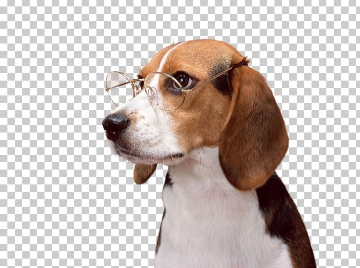 Beagle-Harrier Puppy Desktop PNG, Clipart, 8k Resolution, 1080p, Animal, Animals, Beagle Free PNG Download