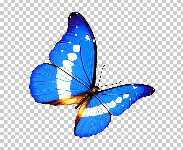 Butterfly Transparency And Translucency PNG, Clipart, Arthropod, Brush Footed Butterfly, Butt, Color, Computer Free PNG Download