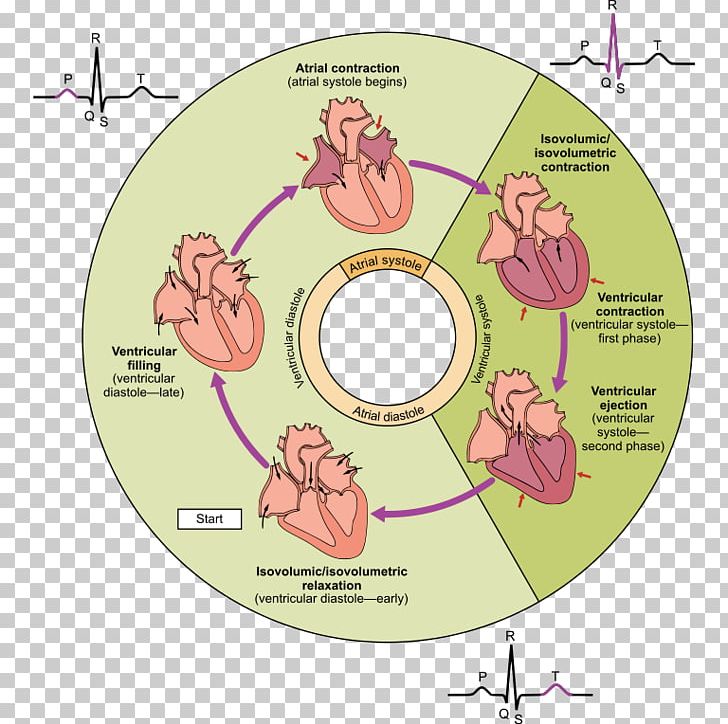 Cardiac Cycle Heart Ventricle Systole Diastole PNG, Clipart, Area, Atrium, Cardiac, Cardiac Cycle, Cardiac Muscle Free PNG Download