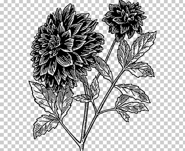 Dahlia Drawing Flower Black And White PNG, Clipart, Art, Black And White, Chrysanths, Dahlia, Daisy Family Free PNG Download