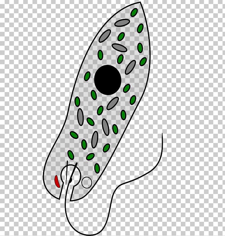 Euglena Viridis Chloroplast Mixotroph Unicellular Organism Euglenozoa PNG, Clipart, Algae, Artwork, Cell, Chloroplast, Diatom Free PNG Download