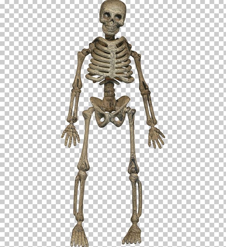 Human Skeleton Homo Sapiens Bone PNG, Clipart, Bone, Bones, Bringubein, Fantasy, Halloween Free PNG Download