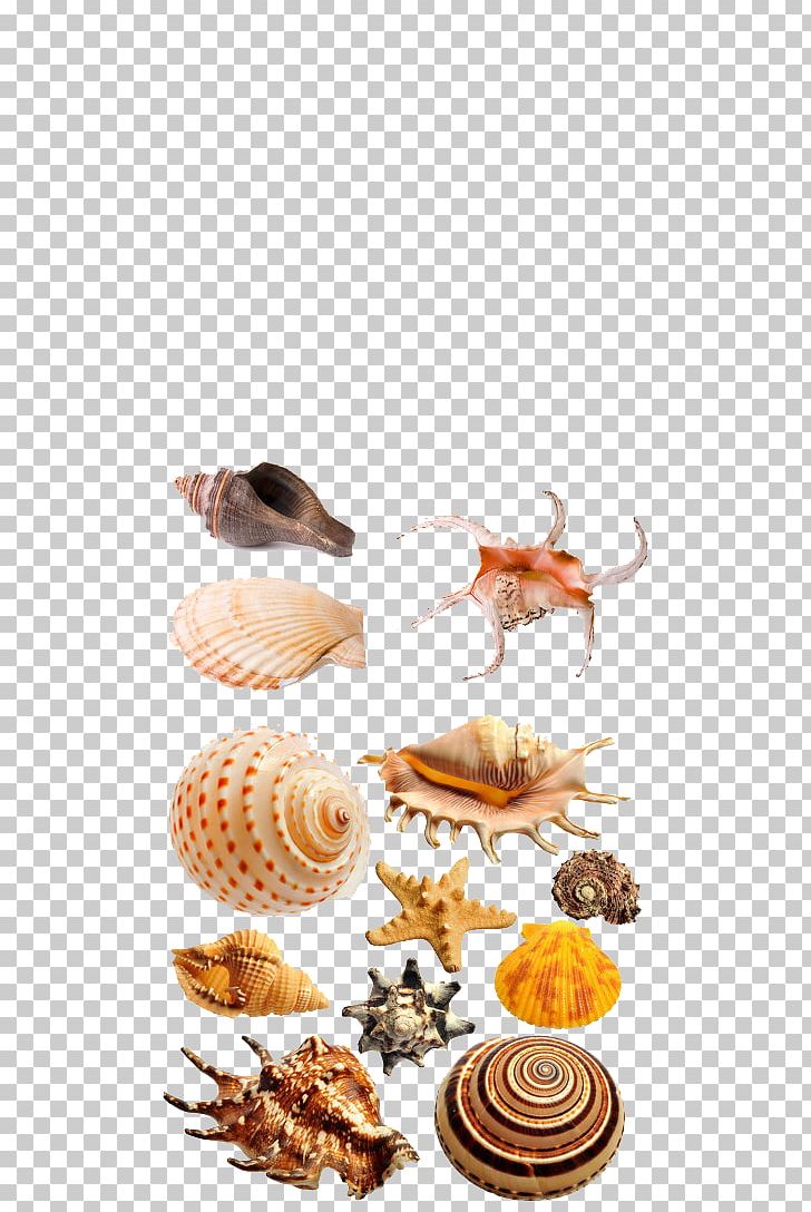 Seashell PNG, Clipart, Conch, Element, Flavor, Marine, Material Free PNG Download