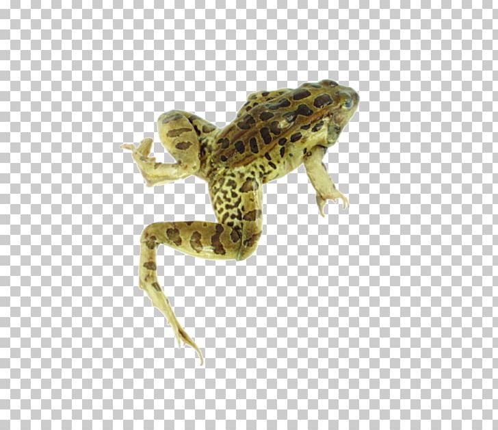 American Bullfrog Lowland Leopard Frog PNG, Clipart, American Bullfrog, Amphibian, Animal, Animals, Bullfrog Free PNG Download