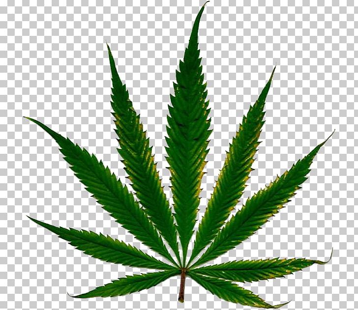 Cannabis Cultivation Leaf Nutrient Hemp PNG, Clipart, Blue Dream, Cannabis, Cannabis Cultivation, Cannabis Png, Cannabis Sativa Free PNG Download