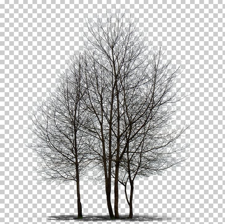Populus Alba Tree Desktop Texture Mapping PNG, Clipart, 3d Computer Graphics, Are You, Bark, Black And White, Branch Free PNG Download