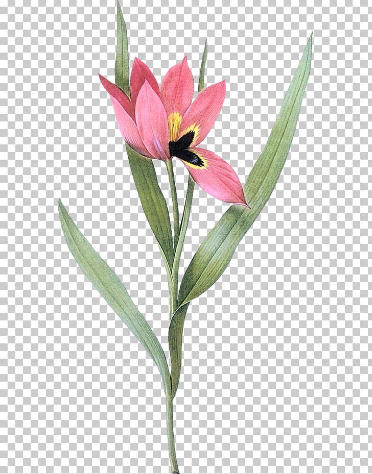 Tulip Petal Painting Flower Art PNG, Clipart, Art, Beach Rose, Botanical, Botanical Art, China Rose Free PNG Download