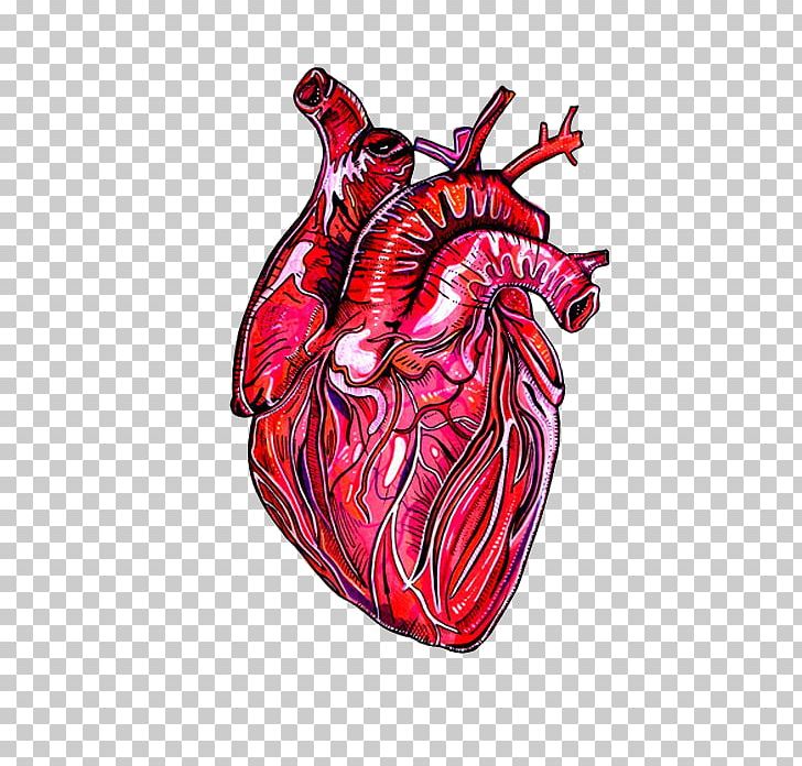American Heart Association Human Anatomy Drawing PNG, Clipart, American Heart Association, Anatomy, Anatomy Art, Art, Biology Free PNG Download