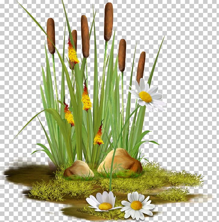 Flower PNG, Clipart, Aloe, Cattail, Floral Design, Floristry, Flower Free PNG Download