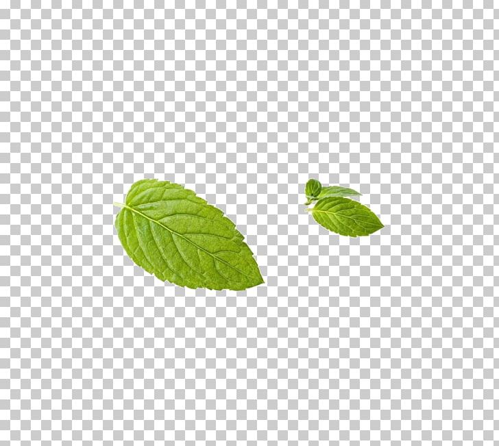 Leaf Peppermint Green PNG, Clipart, Autumn Leaf, Download, Google Images, Grass, Green Free PNG Download
