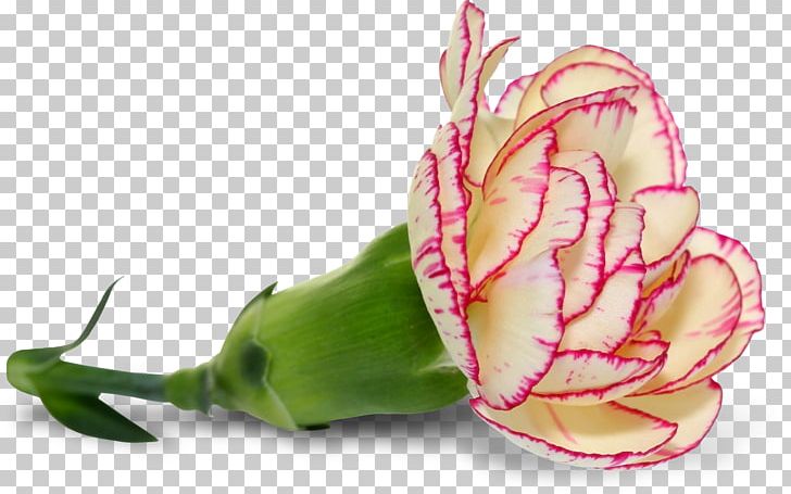 Pink Flower Petal PNG, Clipart, Color, Cut Flowers, Flower, Flowering Plant, Liveinternet Free PNG Download