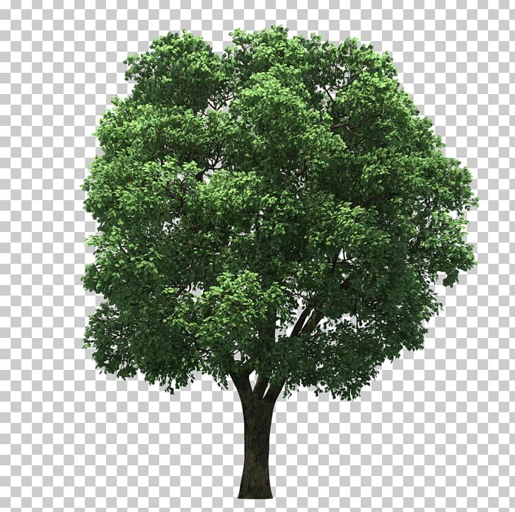 Tree Arecaceae PNG, Clipart, Arecaceae, Art, Artificial Christmas Tree, Branch, Christmas Tree Free PNG Download