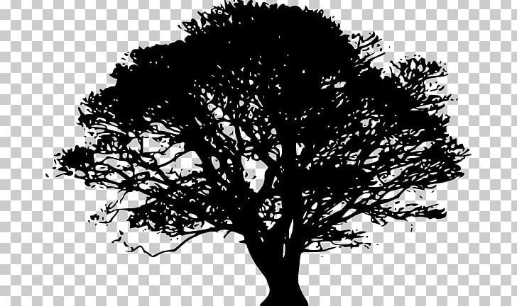 Tree Oak Silhouette PNG, Clipart, Black And White, Branch, Drawing, Maple, Monochrome Free PNG Download