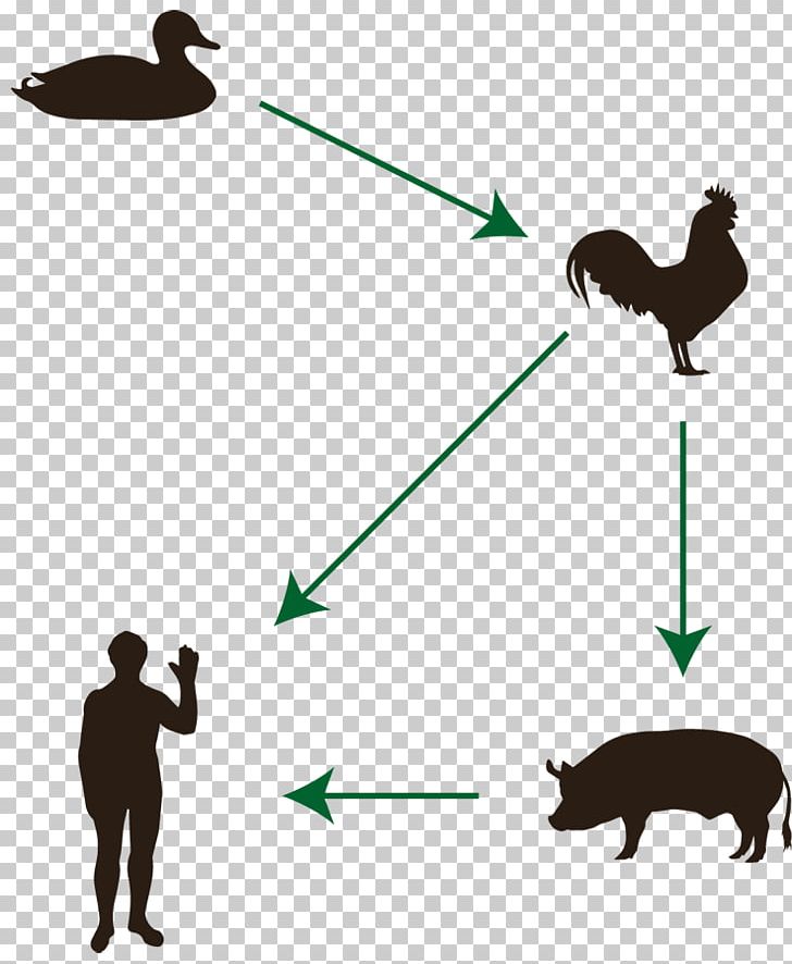 Cat Avian Influenza Mammal Disease Animal PNG, Clipart, Angle, Animal, Animals, Bird, Carnivoran Free PNG Download