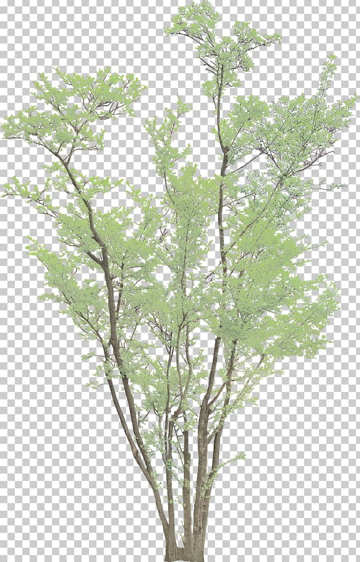 Tree Autumn PNG, Clipart, Autumn Leaf Color, Branch, Christmas Lights, Color, Color Smoke Free PNG Download