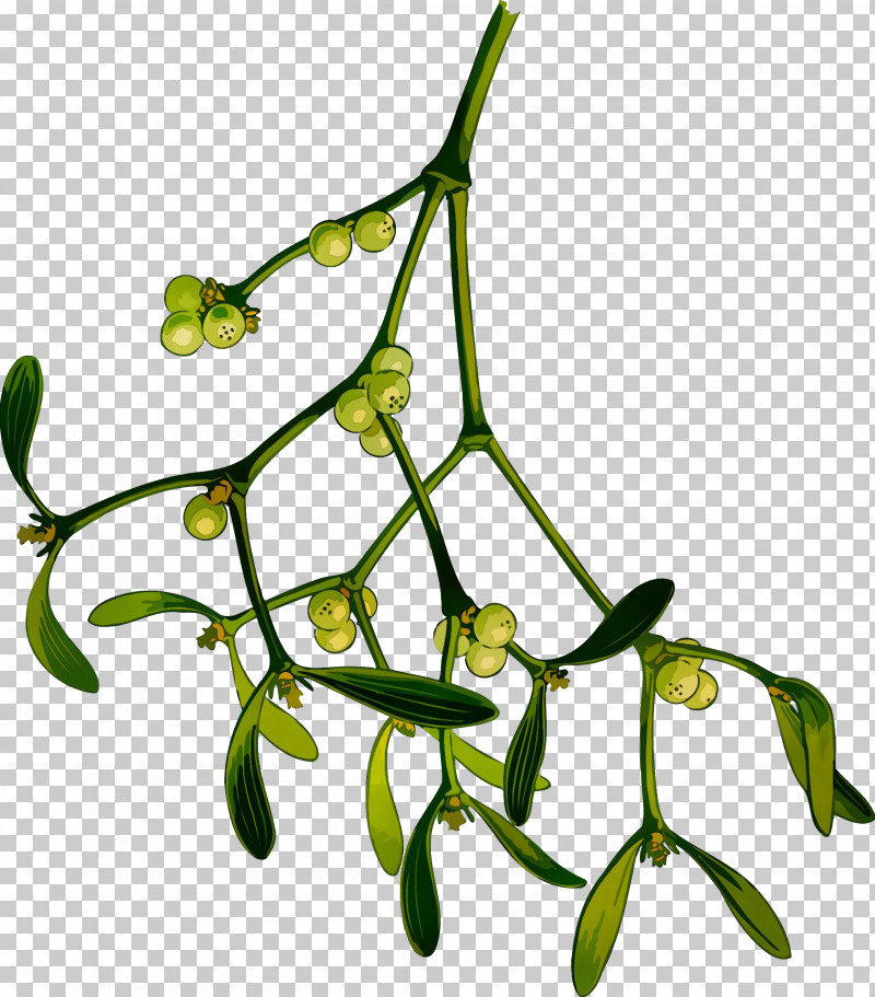 Branch Plant Flower Leaf Twig PNG, Clipart, Branch, Flower, Leaf, Paint, Plant Free PNG Download