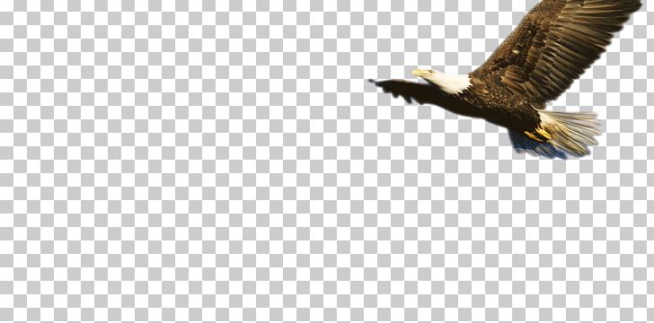 Bald Eagle Fauna Beak Wildlife PNG, Clipart, Accipitriformes, Animals, Bald Eagle, Beak, Bird Free PNG Download