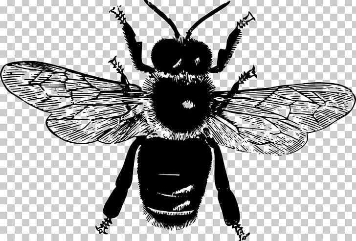 Honey Bee Insect PNG, Clipart, Arthropod, Bee, Black And White, Butterfly, Fictional Character Free PNG Download