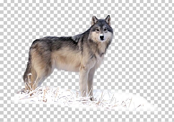 Siberian Husky Tamaskan Dog Saarloos Wolfdog Utonagan Seppala Siberian Sleddog PNG, Clipart, Animal, Animals, Canadian Eskimo Dog, Carnivoran, Dog Breed Free PNG Download