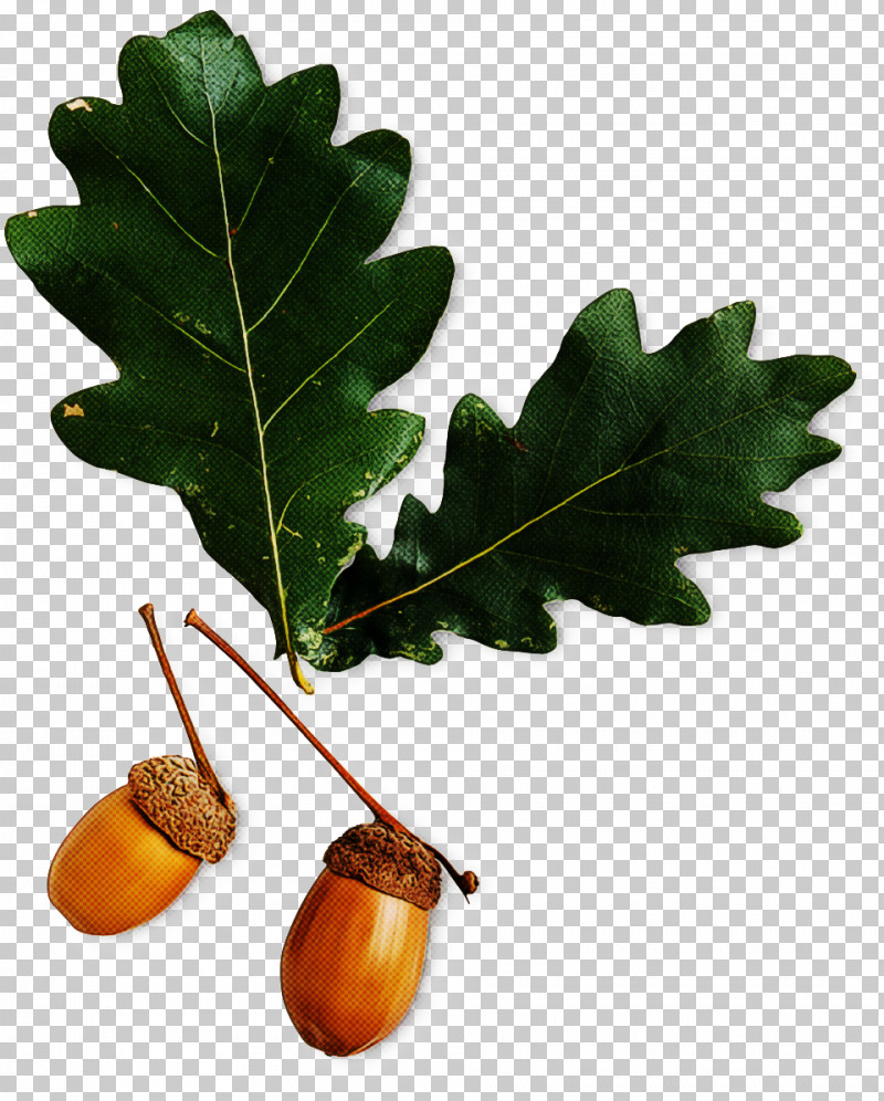 Plane PNG, Clipart, Acorn, Flower, Food, Leaf, Nut Free PNG Download