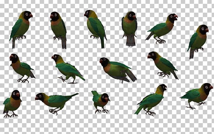 Black-cheeked Lovebird Parrot Yellow-collared Lovebird Black-winged Lovebird PNG, Clipart, Animal, Animals, Beak, Bird, Blackcheeked Lovebird Free PNG Download